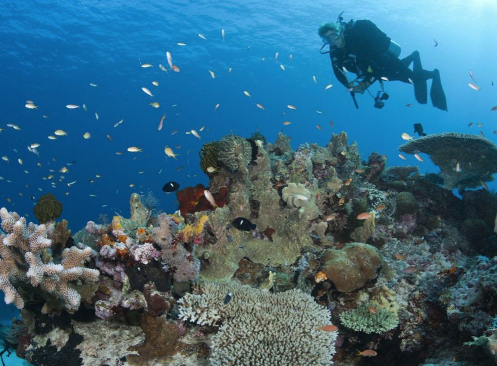 Scuba Diving in Belize: Top Dive Sites & Info