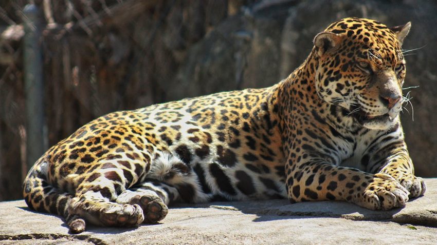 Belize- jaguar img